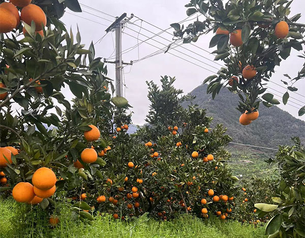 粉狀有機肥的加工流程